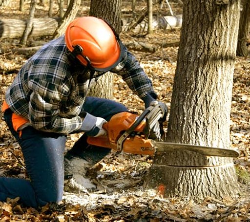 Tree Removal in Coolidge, TX